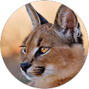 Евгения Б. profile picture