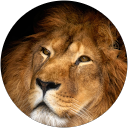 Wei S. profile picture